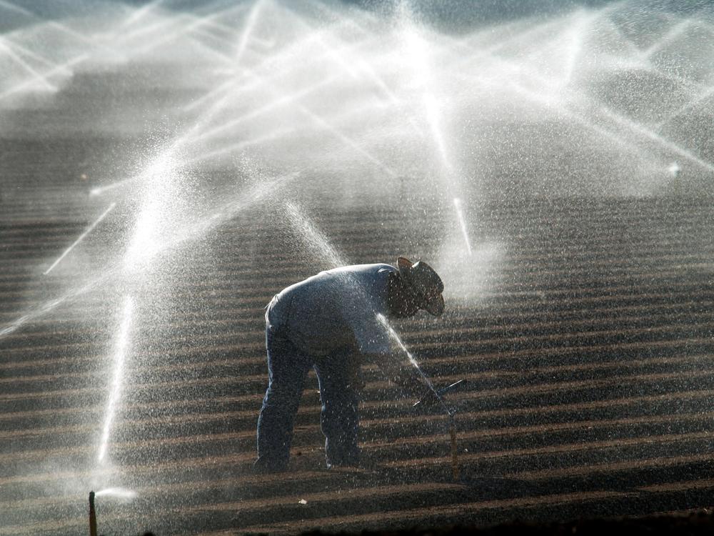 A farm worker adjusts sprinkler heads spraying water that comes from the Colorado River Oct. 18, 2002 near El Centro, Calif.