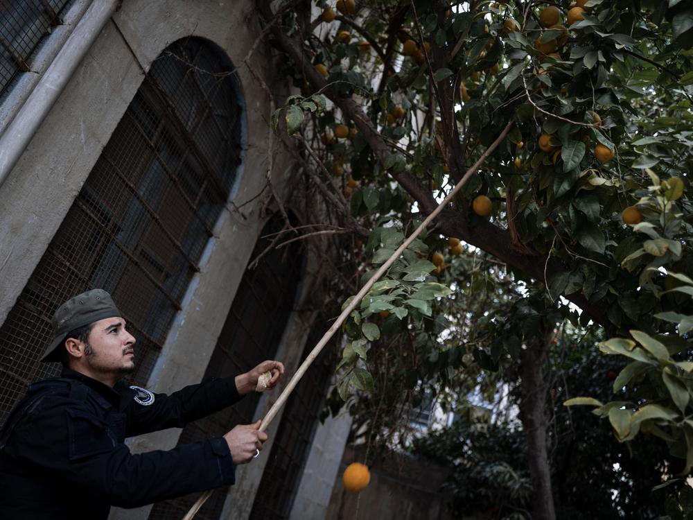 A guard collects naranj, or bitter orange, with the help of a stick in Old Damascus.