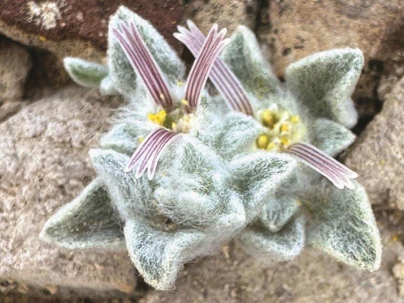 A close-up view of the wooly devil, a new species and genus identified in Big Bend National Park in Texas.