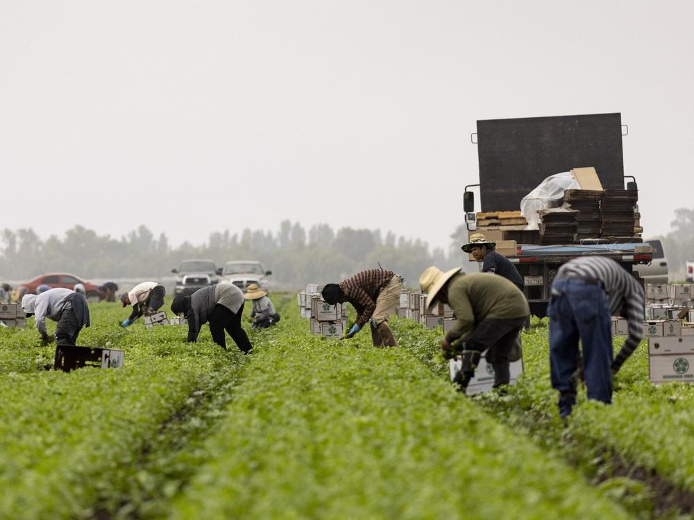 Farmworkers pick cilantro in a field early in the morning mist in Southern California in July 2024.
