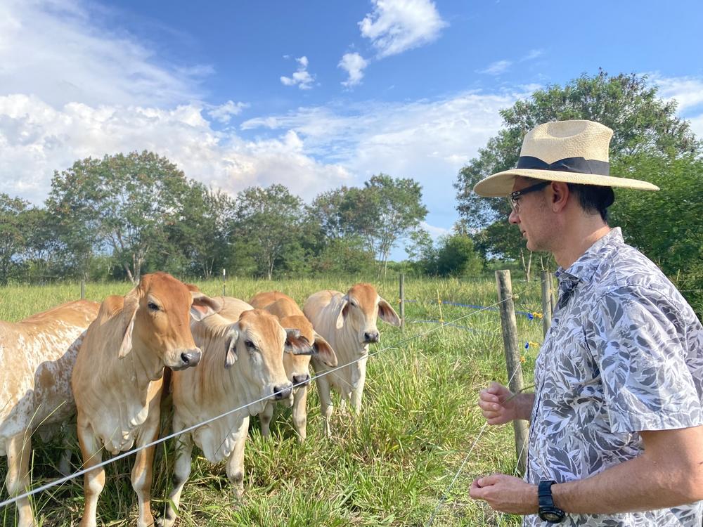 At the International Center for Tropical Agriculture, scientist Jacobo Arango studies two groups of beef cattle. One group of cattle is in a silvopasture system and the other group, pictured, are not.