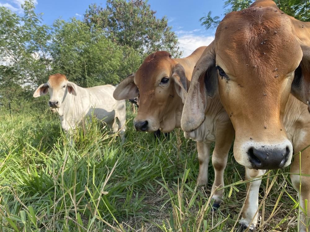 The silvopasture group of cattle live amongst trees and shrubs at the International Center for Tropical Agriculture<strong>.</strong>