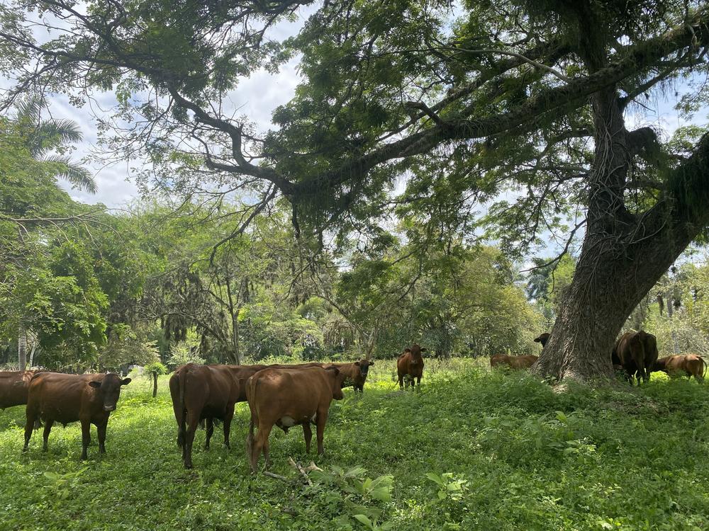 A herd of brown cows gather under trees at the El Hatico farm near Cali, Colombia. Researchers think that this type of silvopasture could reduce deforestation in Latin America.