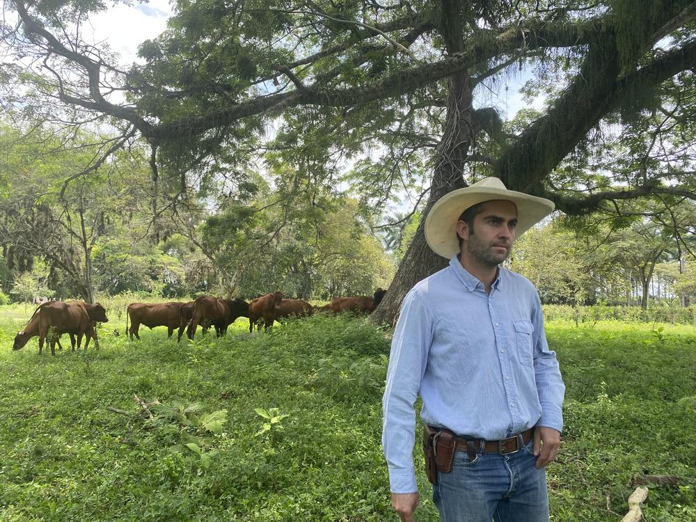 Juan José Molina, Carlos Hernando's son, with some cows. The farm has been in the family since the 1700s.
