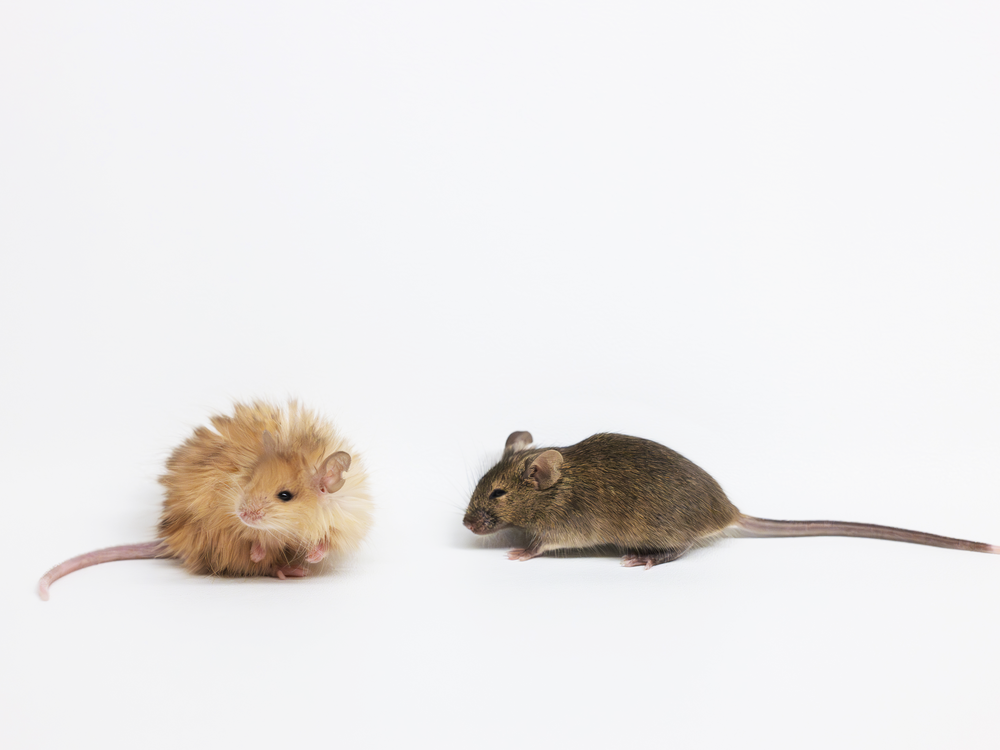 One of Colossal's wooly mice compared to an ordinary lab mouse.