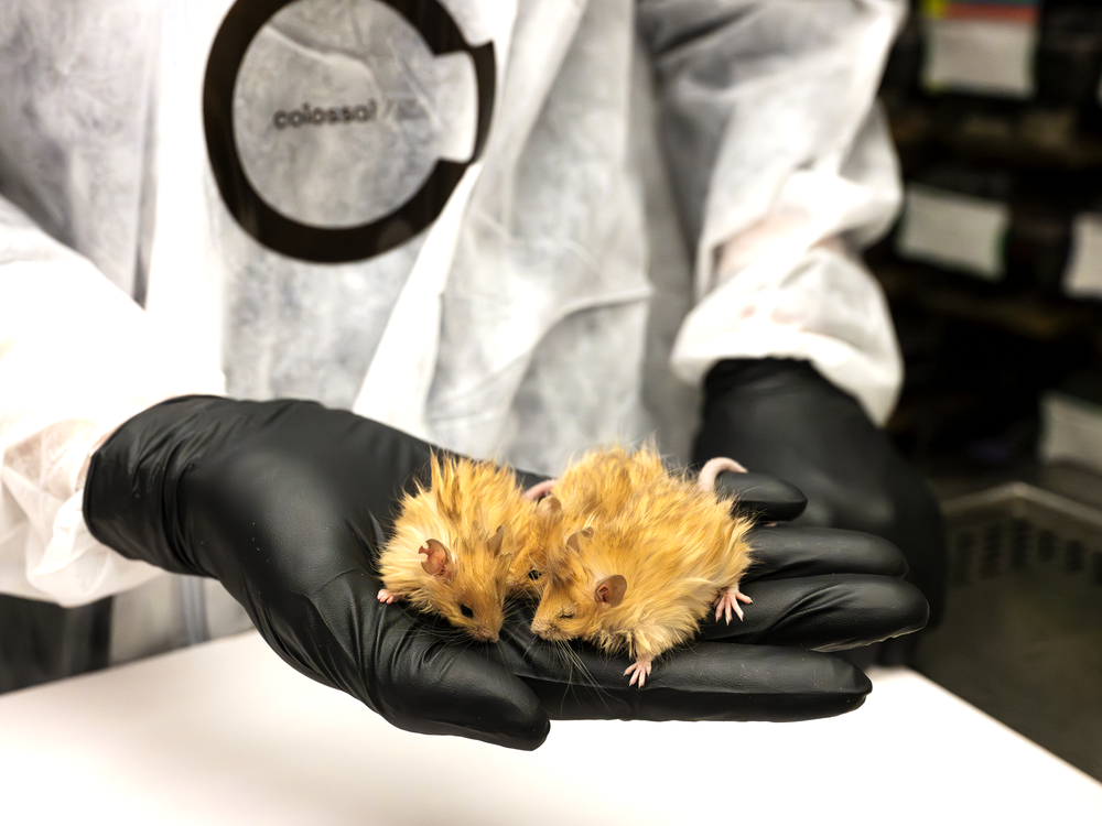 A woolly mouse, a breed created by scientists using genetic engineering. The development is a first step toward reviving a version of the extinct woolly mammoth.