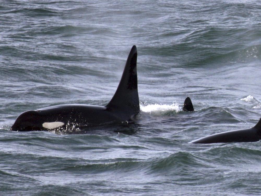 An orca whale known as L95 (right) swims with other whales from the L and K pods in the Pacific Ocean near the mouth of the Columbia River near Ilwaco, Wash., days after being fitted with a satellite tag.  One of the people fired at NOAA worked on protecting whales such as orcas from oil spills, ship strikes and fishing gear.