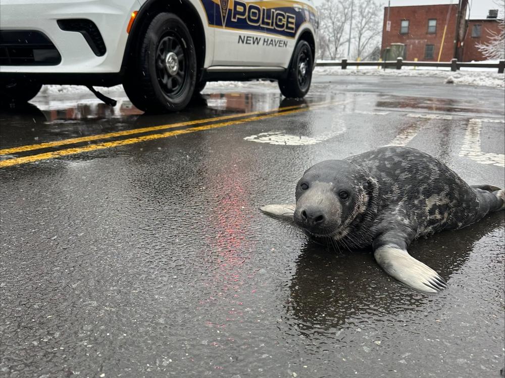 The Mystic Aquarium announced the death of Chappy, who was rescued from downtown New Haven, Conn., in mid-February.