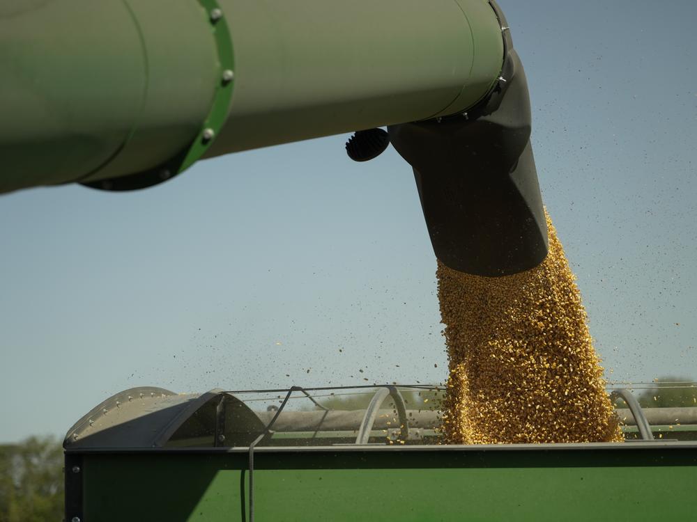 Harvested corn grain is dumped into a grain wagon on Oct. 10, 2023, at a farm near Allerton, Illinois.