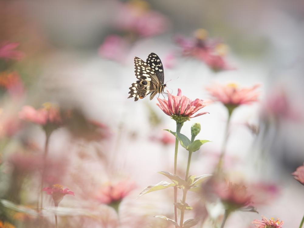A new report finds butterfly populations are declining in the U.S.
