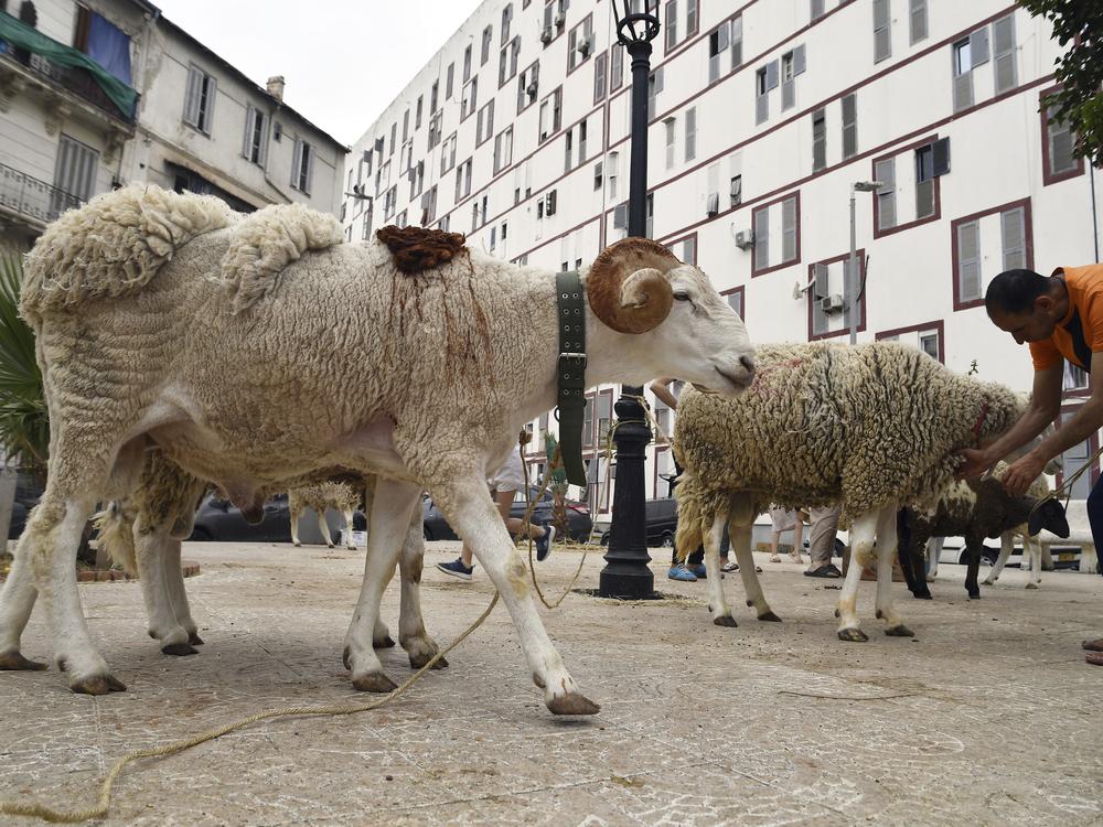 Sheep are for sale in a northern district of Algiers on June 8, 2024, ahead of the Eid al-Adha, or 