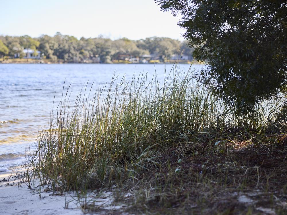 Native grasses on the shore are at risk without an erosion barrier in place.