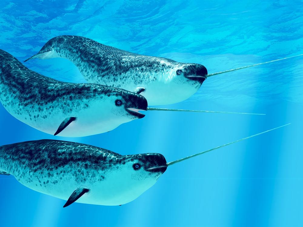 Narwhal whales live in social groups called pods and live in the Arctic ocean. Experts disagree on the purpose of males' tusks.