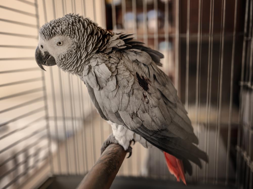 A resident's pet parrot suffered a bloodied wing during the airstrike.