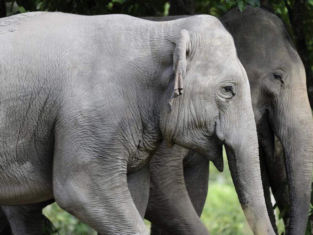 In this photo taken between 2020- 2021 and released by Fauna & Flora, elephants roam at Prey Lang Wildlife Sanctuary in Preah Vihear province, Cambodia.
