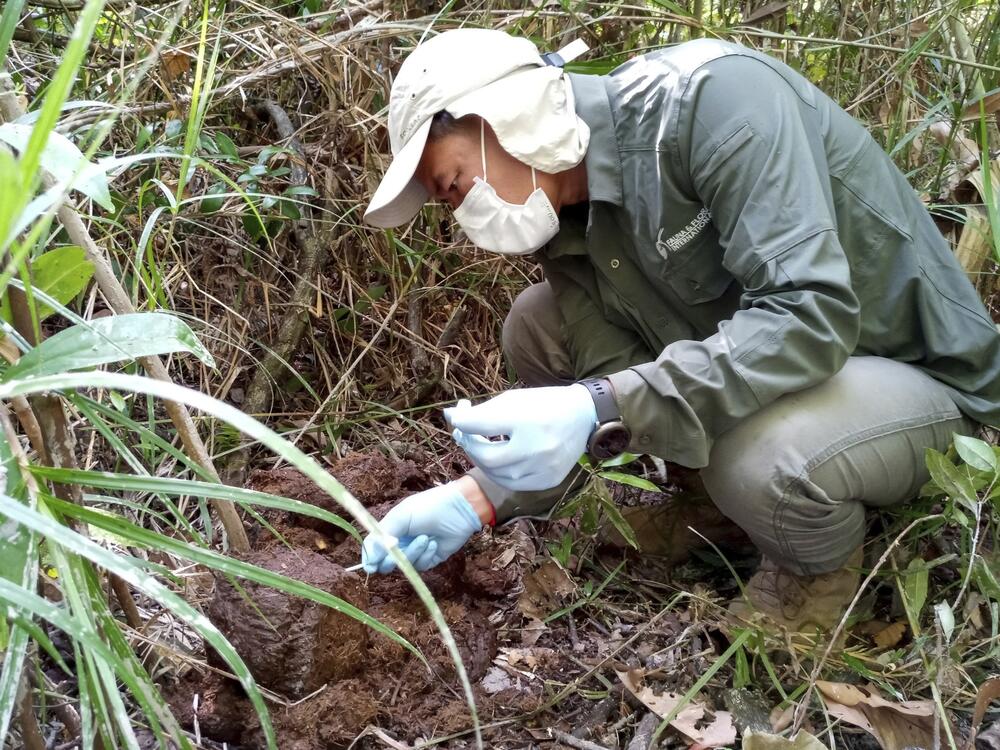 In this photo taken between 2020-2021 and released by Fauna & Flora, a researcher from the group collects samples from elephant dung at Prey Lang Wildlife Sanctuary in Preah Vihear province, Cambodia.