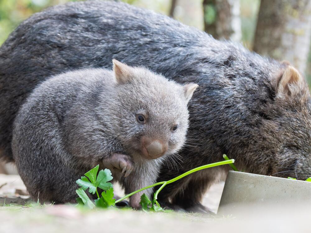 Wombats at the Hannover Zoo in Germany. Sam Jones, a self-described outdoor enthusiast with a large social media following, was widely criticized in Australia after briefly yanking a wombat joey away from its mother in the night.