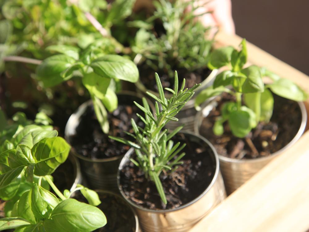 Almost anything can be a container for your garden, as long as it has a hole in the bottom to allow water to drain.