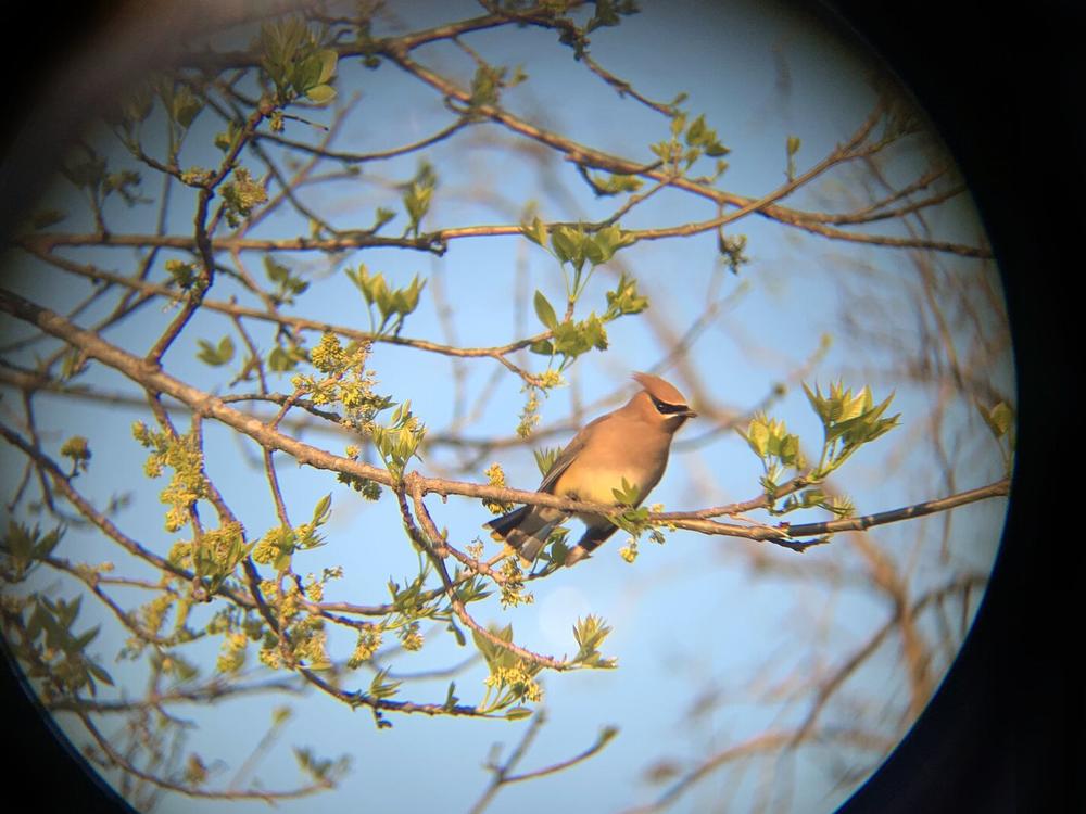 A cedar waxwing, photographed through binoculars.