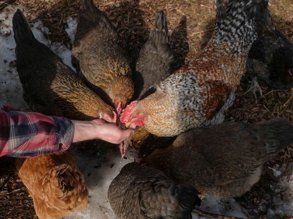The total human cases from bird flu is still low but if the virus mutates in certain ways, scientists fear pandemic. They're studying how immunity from seasonal flu might protect us.
