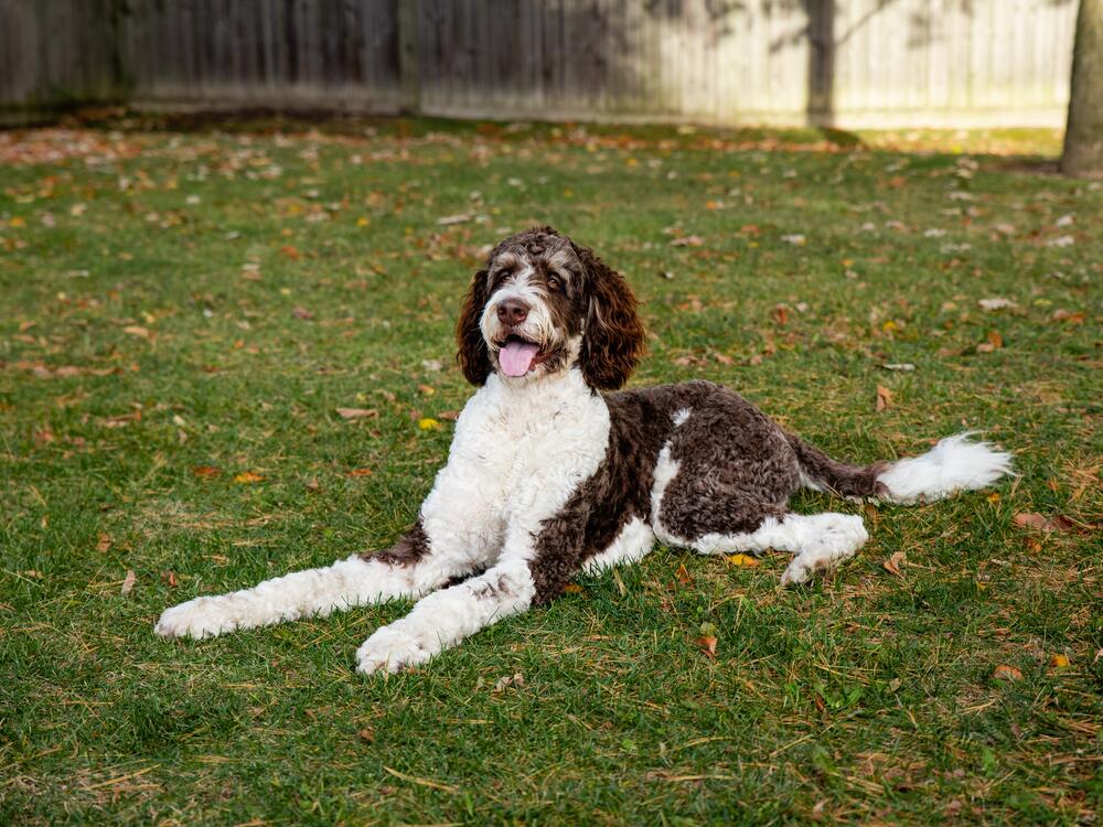 A bernedoodle is a dog that is a cross between a poodle and a Bernese mountain dog.