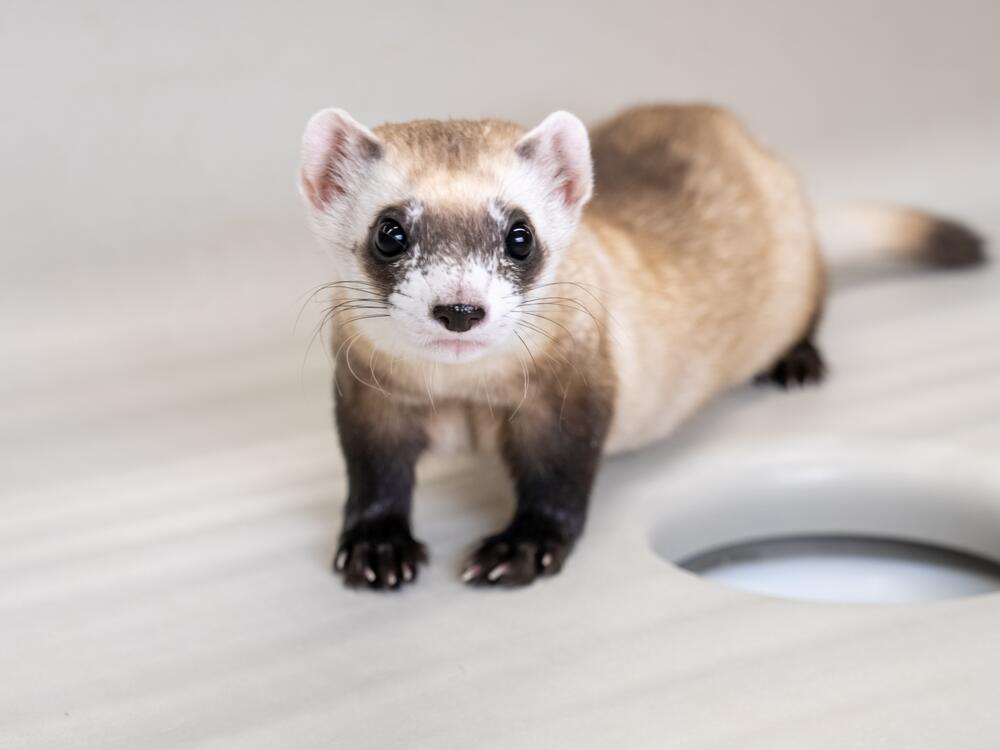 A baby black-footed ferret clone born at the National Black-Footed Ferret Conservation Center, in Carr, Colo., in 2024. The center, which is part of the Interior Department, is facing severe financial pressure due to budget cuts driven by the new Trump administration.