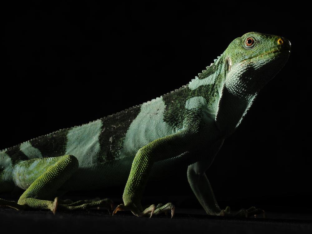 A Fiji Island iguana is seen at the Smithsonian National Zoological Park in Washington, D.C.  A new study suggests these iguanas reached the tropical island by crossing thousands of miles of ocean.