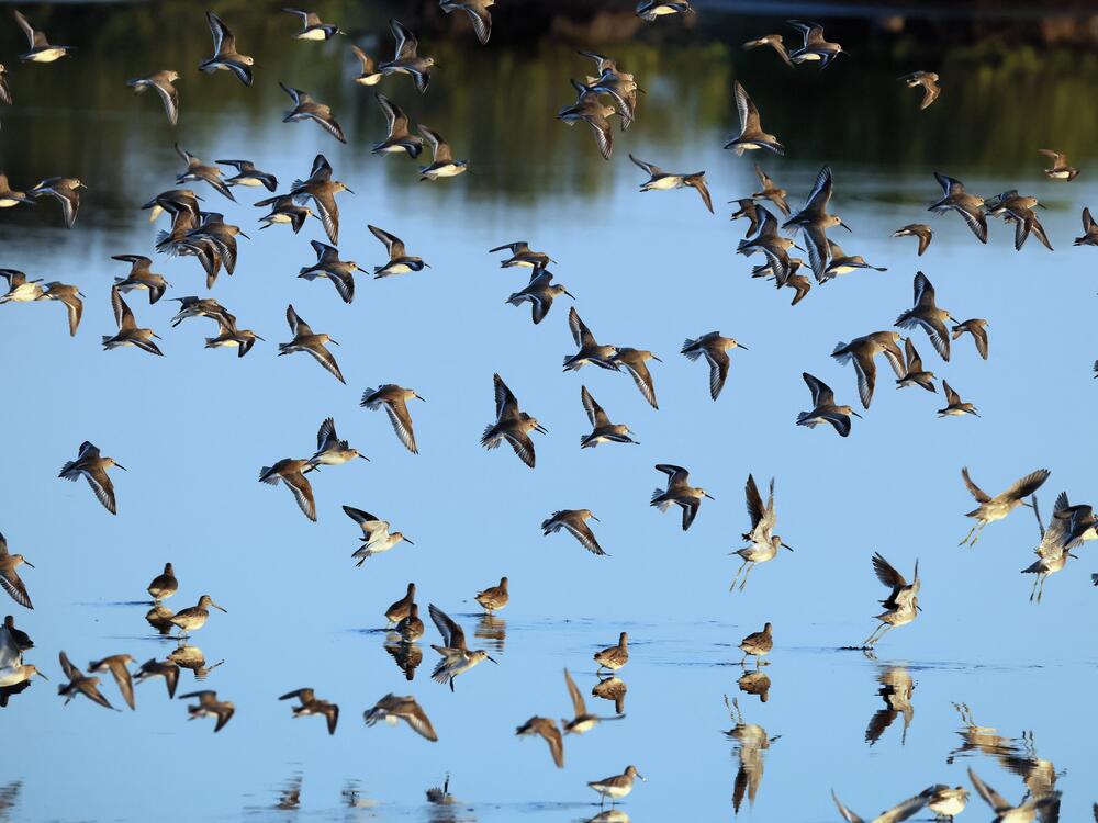 A wide assortment of birds populate the Merritt Island National Wildlife Refuge on Feb. 9, 2025, in Merritt Island, Fla.