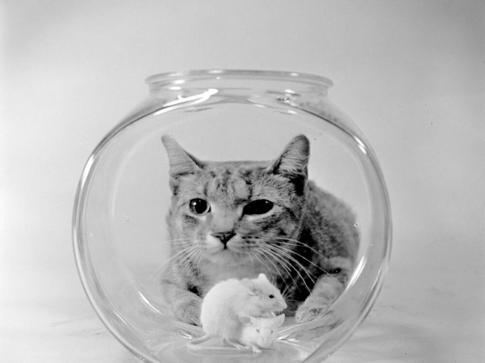 Everyone believes their cat is a special little creature.