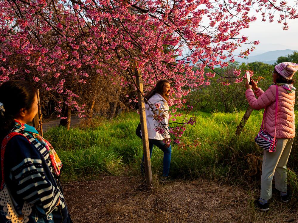 A woman basks in the beauty of the cherry blossoms in Chiang Mai, Thailand.  Photographer Andre Malerba says: 