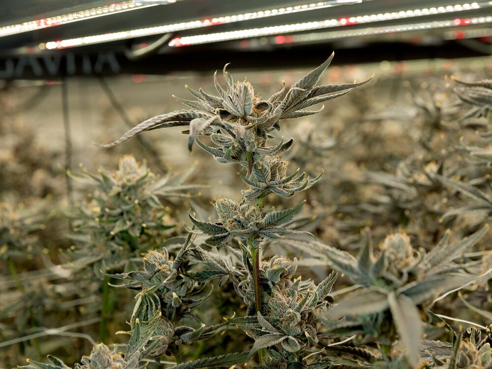 Cannabis plants at Vibe Cultivators, an indoor growing facility and dispensary in Sacramento, Calif., are about 2 weeks away from harvest. California's cannabis regulator inspects facilities like this regularly in an effort to keep contaminants out of the weed supply.