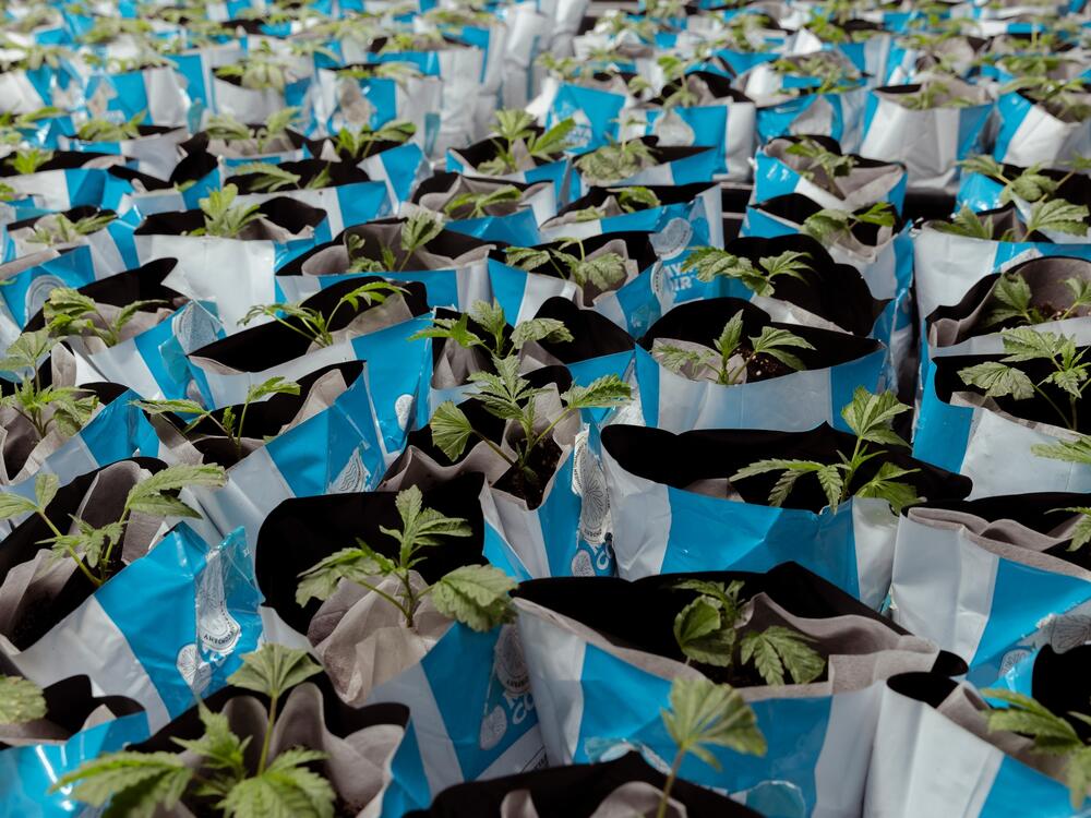 Rows of carefully tagged plants grow at Vibe Cultivators in Sacramento. The industry is largely supportive of California's push to regulate it and keep harmful products from hitting the market.