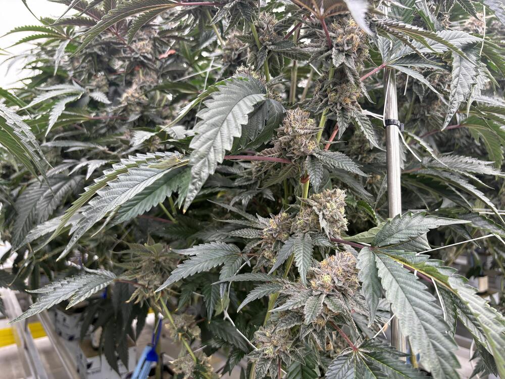 An assortment of aromas fill the air at the District Cannabis grow facility in Hagerstown, Md.