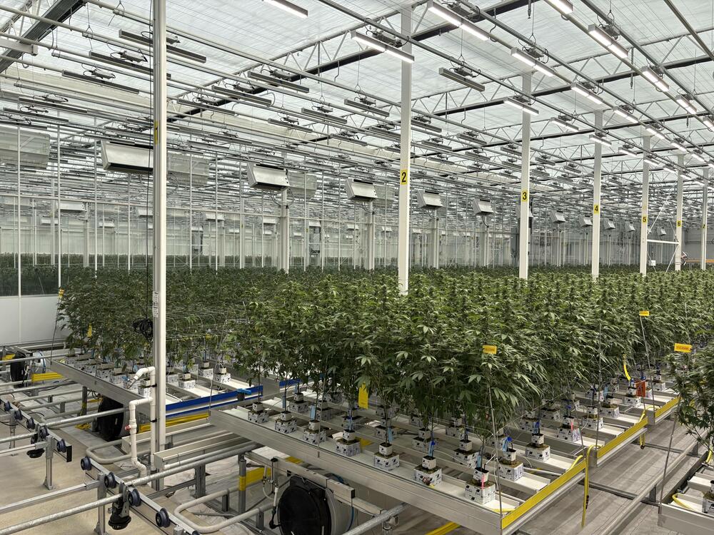 Each room at the District Cannabis grow facility smells like a different combination of musky, fruity gas. Terpenes, a class of chemical compounds found in many plants, contribute fresh aromatic notes.