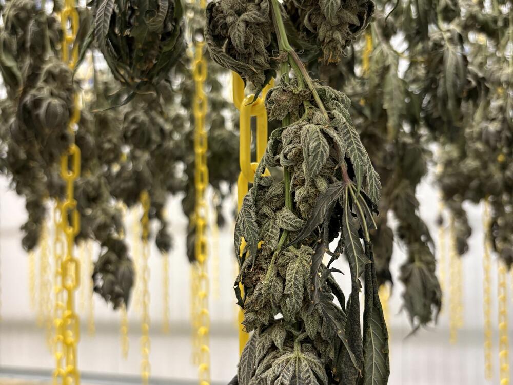 Stalks of Cherry Limeade Cake hang upside down to dry in the cure room. At the District Cannabis grow facility, cannabis plants are grown to maturity, harvested and dried, then processed and packaged for retail sale.