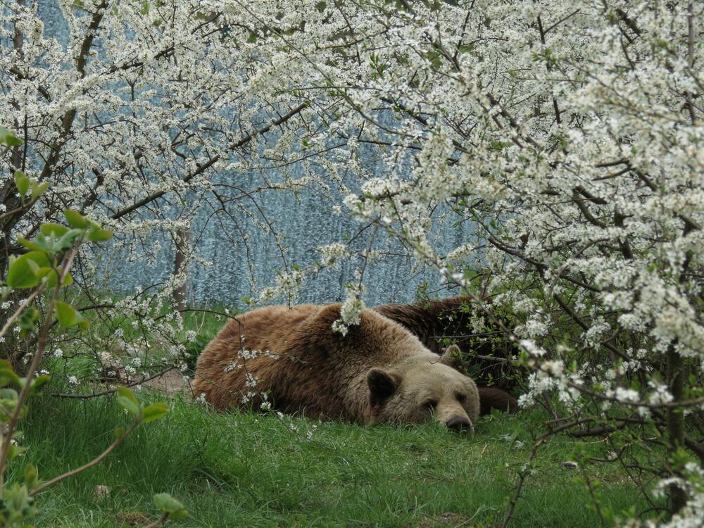 Bear Michal at Bear Sanctuary Mueritz in May 2015
