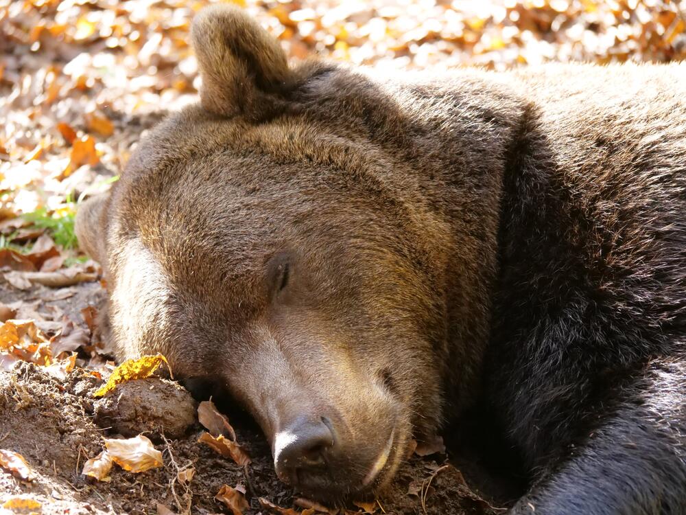 Bear Erich sleeping in the outdoor enclosure at the Bear Sanctuary Arbesbach, Austria on Oct. 18, 2022.