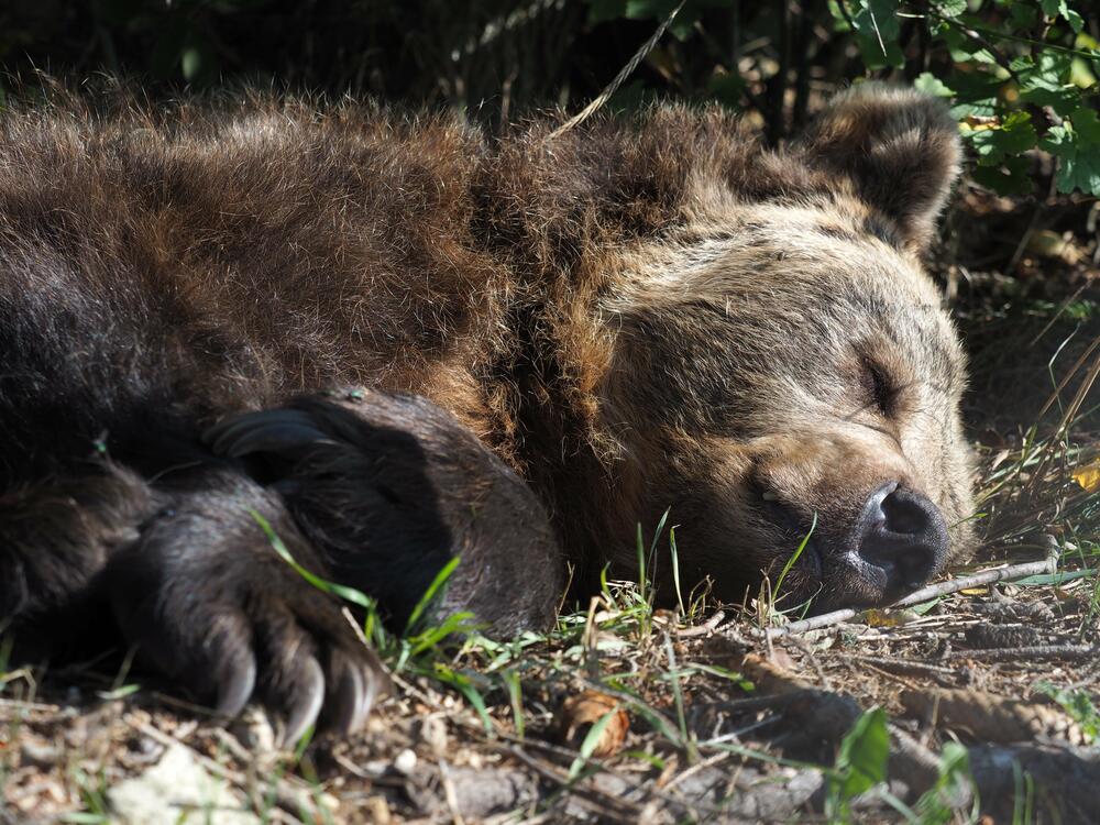 Bear Brumca resting in the morning sun in the outdoor enclosure at the Bear Sanctuary Arbesbach, Austria on Sept. 20, 2024.