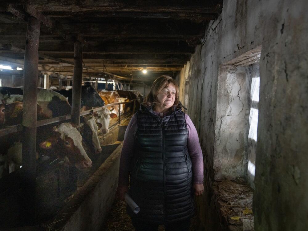 Lubov Zlobina stands in one of her remaining barns where she says the cows are squeezed into too little space after other barns were destroyed. Keeping them alive is now her main priority. She hopes she may get some help with funding to rebuild her barns. 