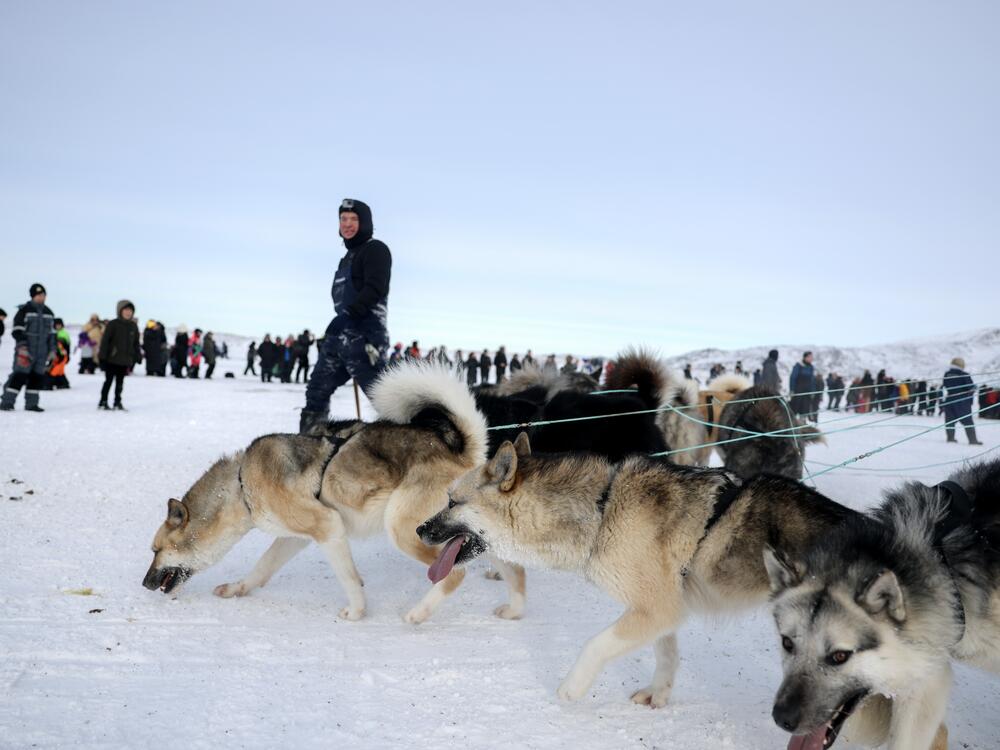 A musher walks with his Greenlandic sled dogs on March 8 after completing a dog sled race to determine which contestant attends the national competition in Ilulissat, Greenland.