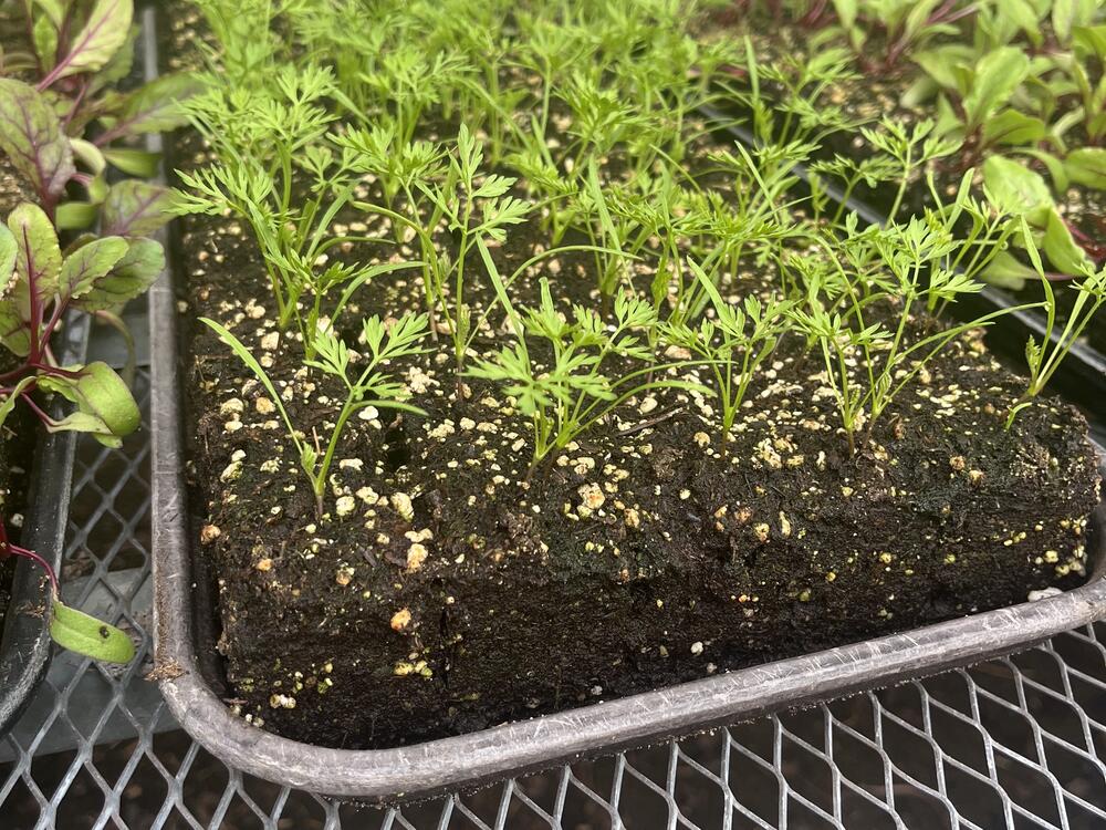 Carrot seedlings flourish in soil blocks at Growing Hope Urban Farm