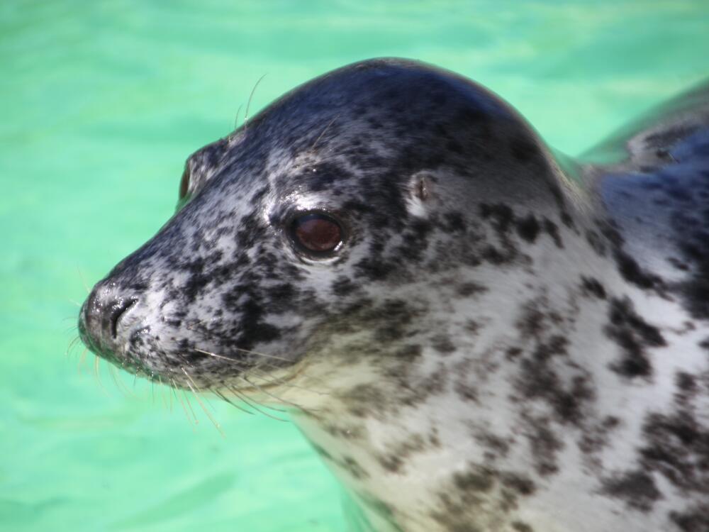 Trish, a juvenile gray seal, was one of the seals featured in a new study that looks at the mammals' oxygen-sensing abilities.