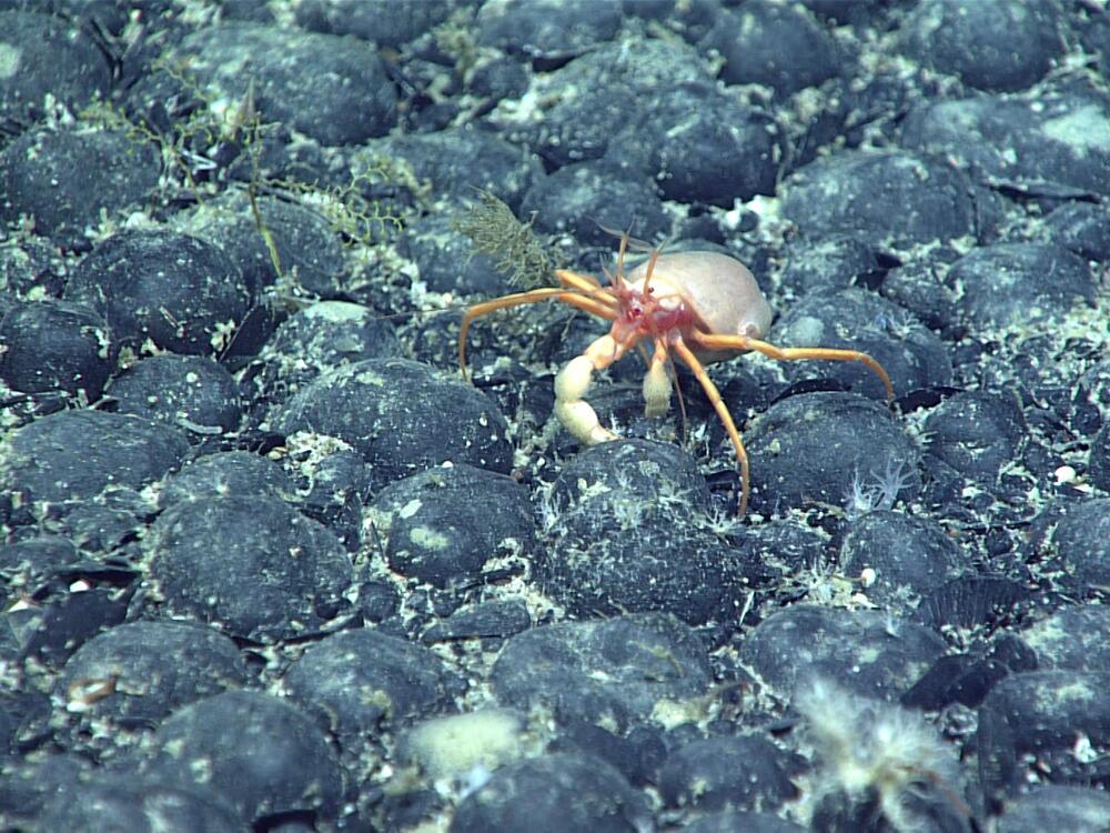 Negotiators are hammering out rules to govern mining on the ocean floor, where critical metals are found in deposits called polymetallic nodules. Here, ferromanganese nodules in the North Atlantic.