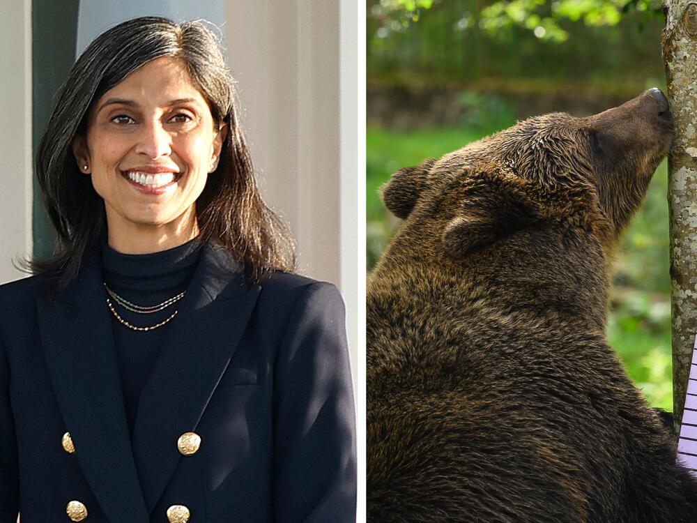 From left: a second lady, a brown bear, a comedian.