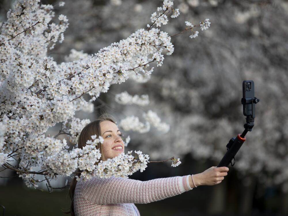 Many people were out taking selfies with the blossoms on Wednesday morning.