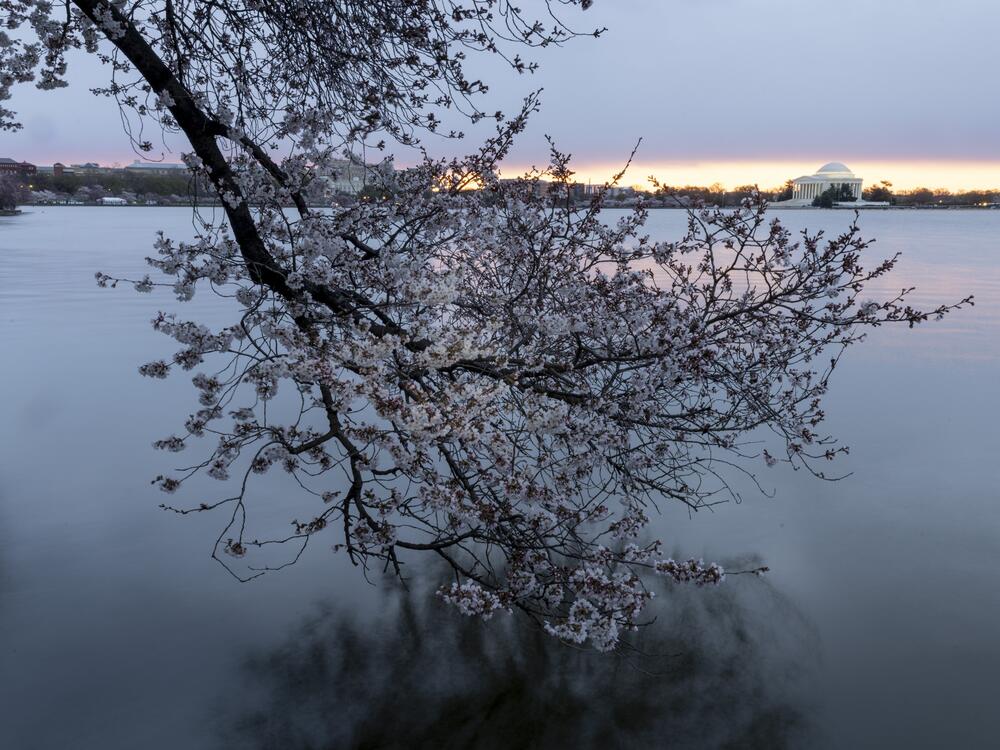 The Tidal Basin isn't the only place to see cherry blossoms in D.C., but it's one of the most popular.