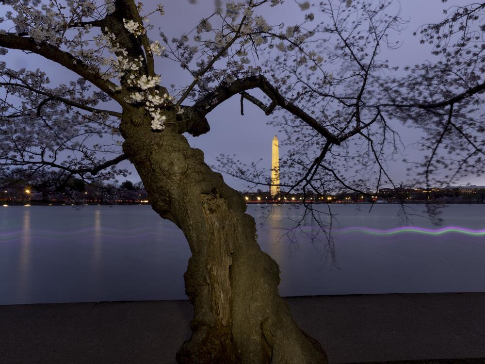 The cherry trees at the Tidal Basin in Washington D.C. near their peak on Wednesday.
