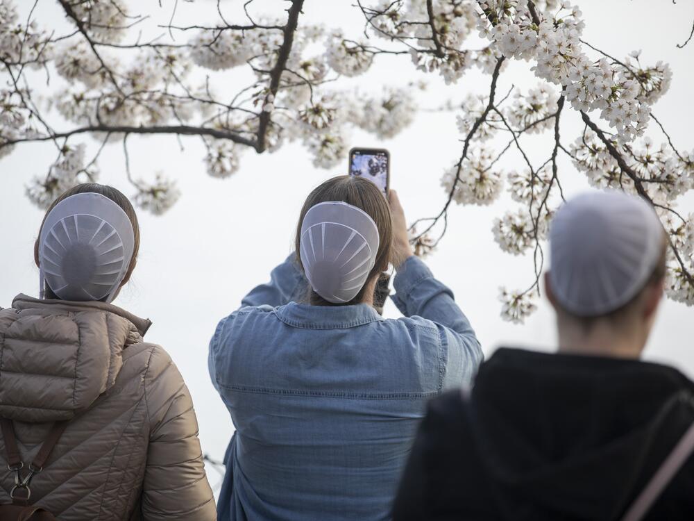 Visitors from Upstate New York take cell phone photos of the blossoms.