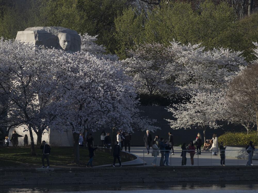 The cherry trees at the Tidal Basin in Washington, D.C., are nearing peak bloom, and the crowds were out on Wednesday to enjoy the display.