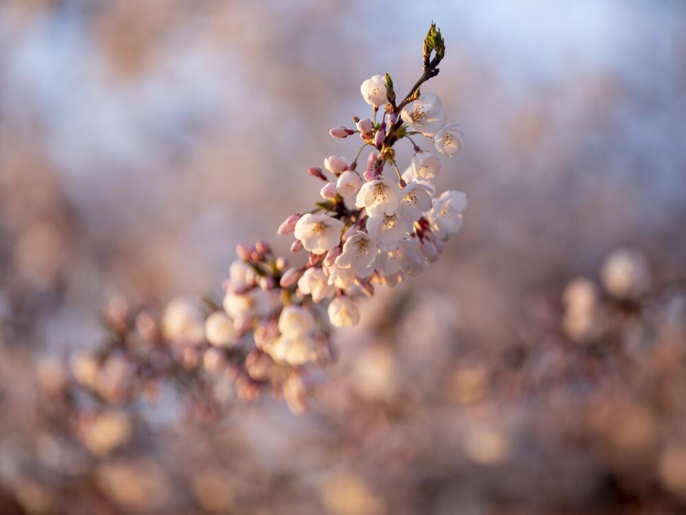 The National Park Service predicts peak bloom will be March 28 through March 31 this year.